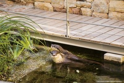 Cape clawless otters often make the natural pool their protected play area.