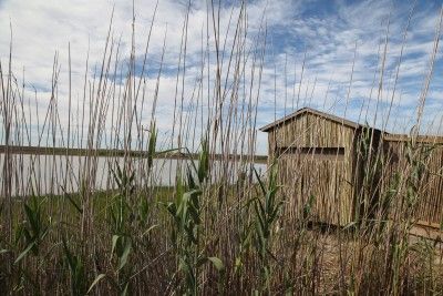 Bird hides nestle in the reeds along the edge of the seasonal wetland