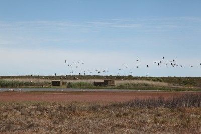 Bird hides provide close encounters with the variety of birds which migrate along the West coast